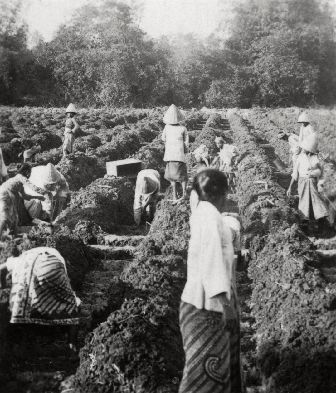 تجهيز قنوات الري في مزرعة للسكر ، جاوا ، جزر الهند الشرقية الهولندية ، 1927 بواسطة غير معروف