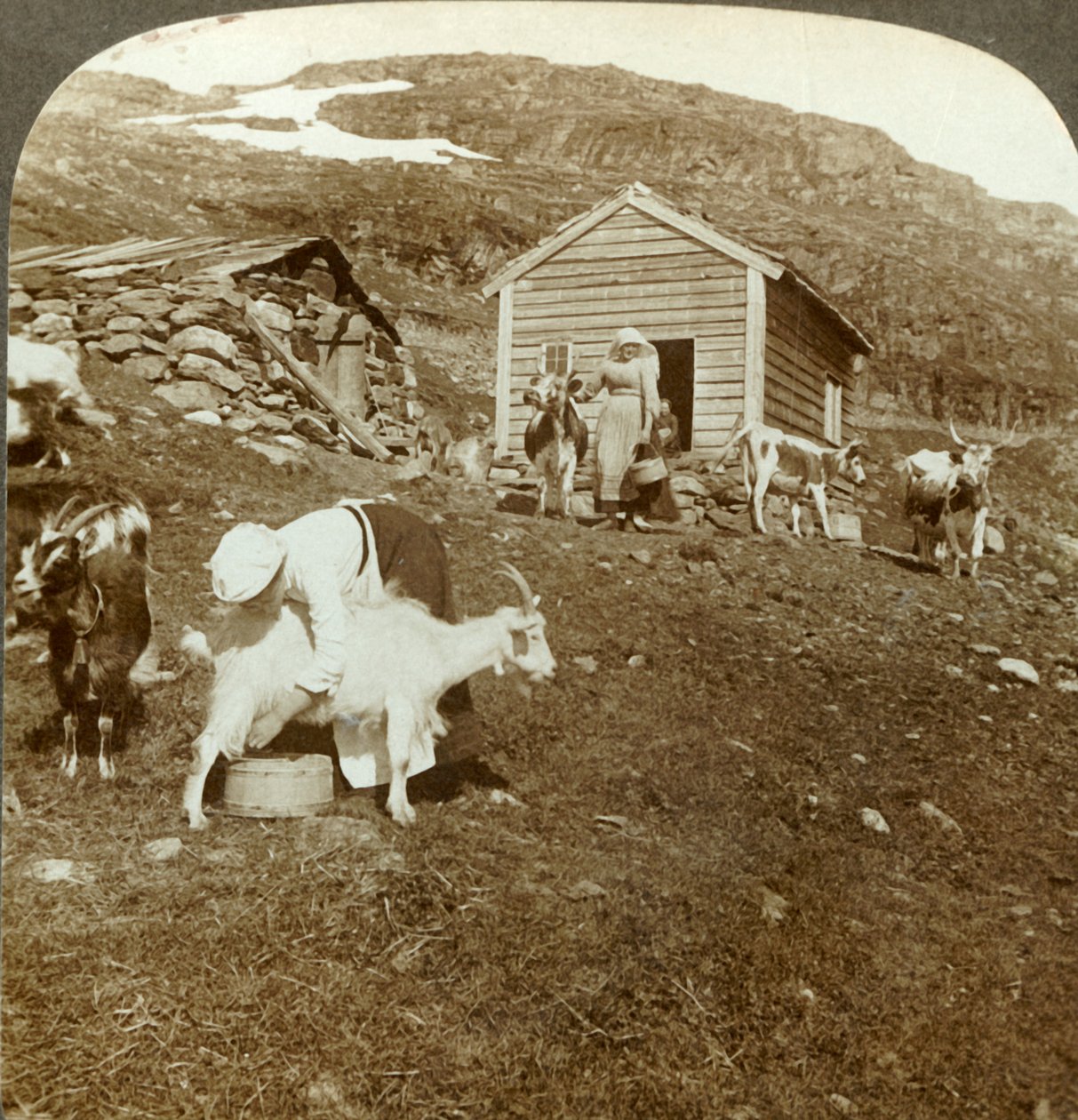 فتيات نرويجيات جميلات يرعون الأبقار والماعز في Haukeli Mts ، النرويج ، c1905. بواسطة غير معروف
