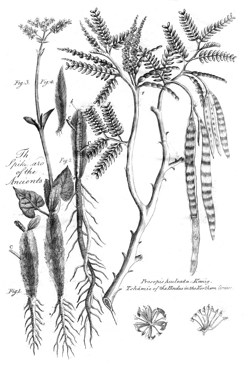 بروسوبيس أكوليتا 1799 بواسطة غير معروف