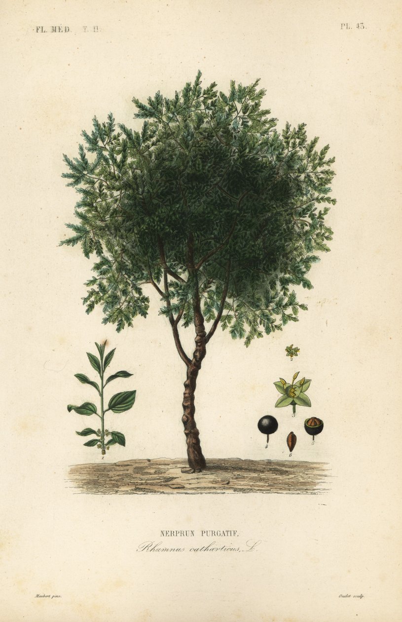 تطهير شجرة النبق ، Rhamnus cathartica ، Rhamnus catharticus ، Nerprun purgatif بواسطة غير معروف