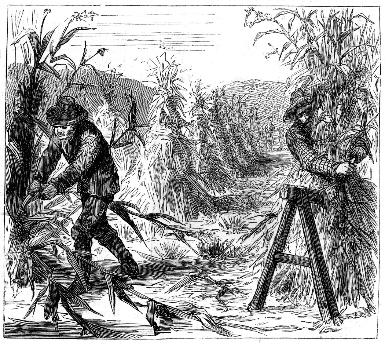 حصاد والذرة حتى تجف ، بحيرة دري ، كندا ، 1880 بواسطة غير معروف