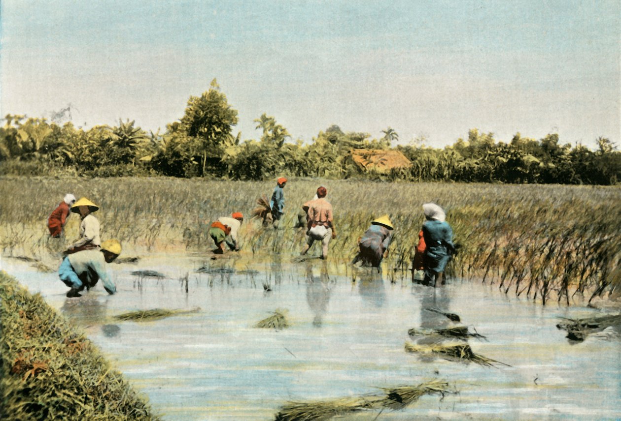 حصاد الأرز ، حصاد الأرز ، 1900. بواسطة غير معروف