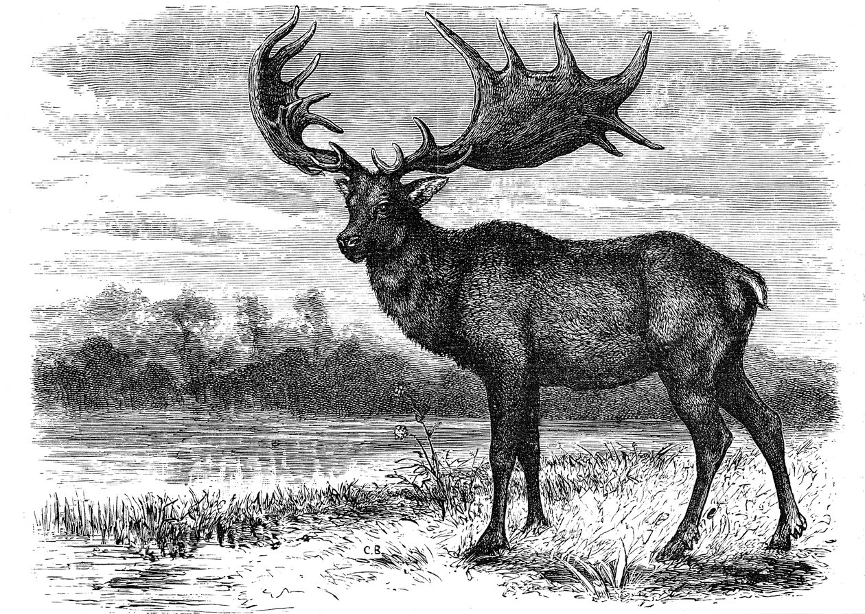 إعادة بناء الأيائل الأيرلندية Megaloceros ، c1880 بواسطة غير معروف