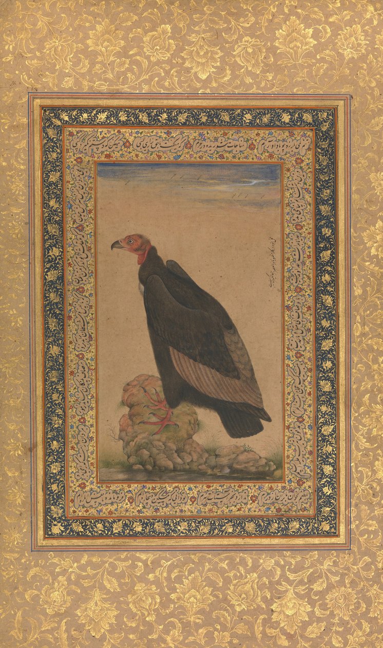 نسر أحمر الرأس ، فوليو من ألبوم شاه جهان ، وجه وظهر: أوائل القرن التاسع عشر. بواسطة غير معروف