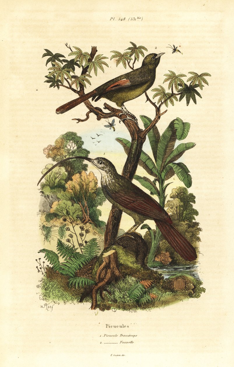 المنجل الأحمر المنقار ، Campylorhamphus trochilirostris وزاحف الخشب الزيتوني ، Sittasomus griseicapillus بواسطة غير معروف