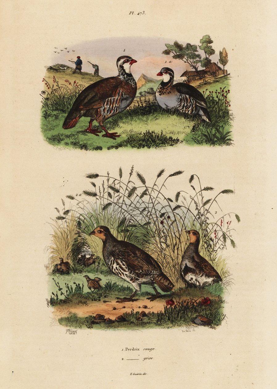 الحجل ذو الأرجل الحمراء ، والمحاضرات الروفة ، والحجل الرمادي ، Perdix perdix Perdrix rouge et perdrix grise بواسطة غير معروف