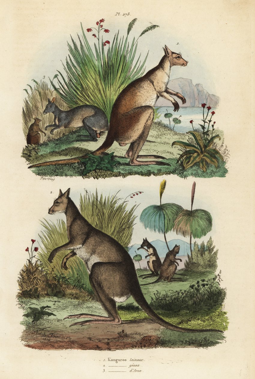 الكنغر الأحمر ، Macropus rufus 1 ، الكنغر الرمادي الشرقي ، Macropus giganteus 2 ، والباب الغامق ، Thylogale brunii 3 بواسطة غير معروف