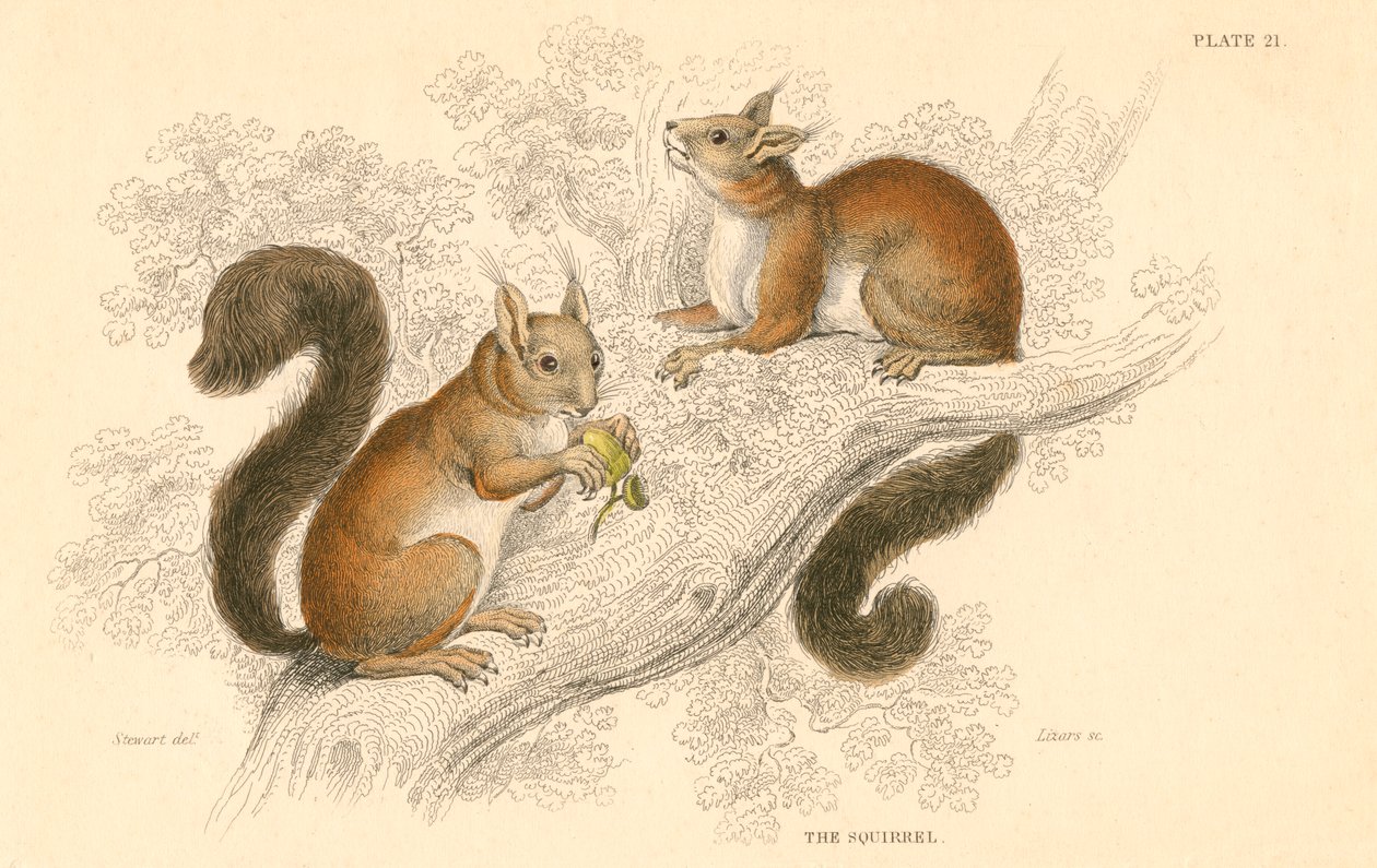 السنجاب الأحمر Sciurus vulgaris ، القوارض الحية الشجرية موطنه أوروبا وآسيا ، 1828 بواسطة غير معروف