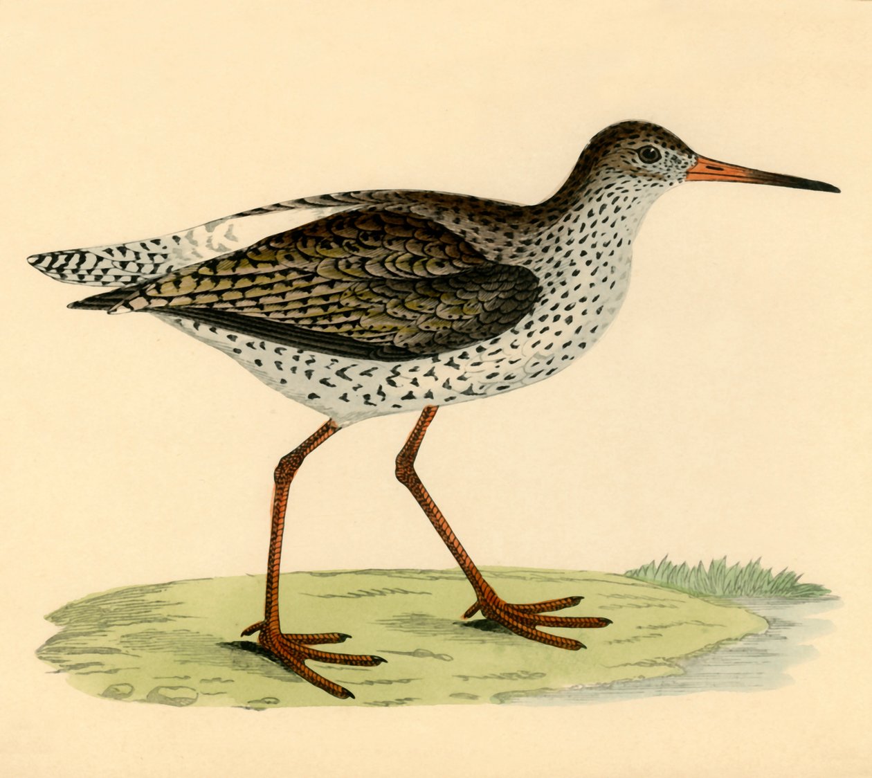 Redshank ، أواخر القرن التاسع عشر. بواسطة غير معروف