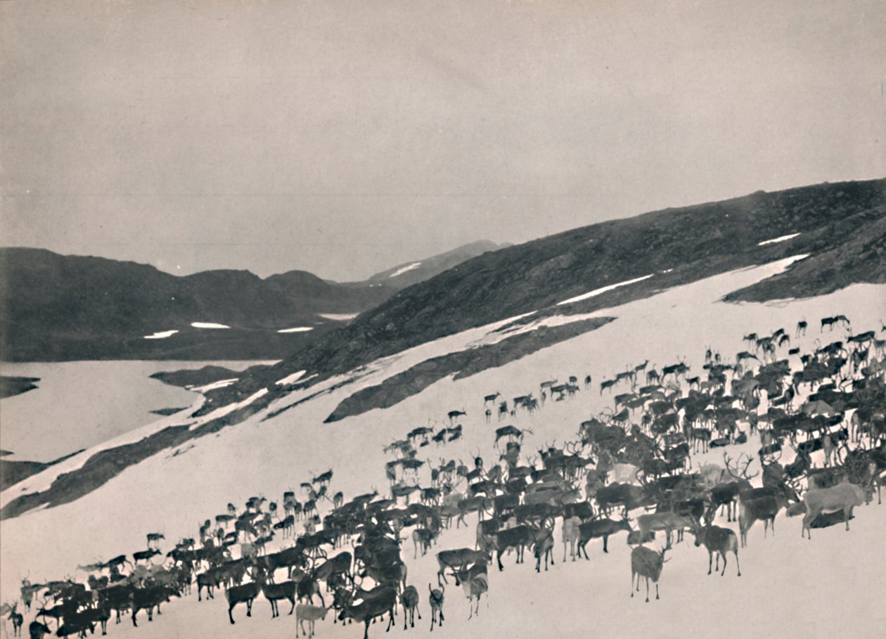 الرنة على الجبال ، 1914. بواسطة غير معروف
