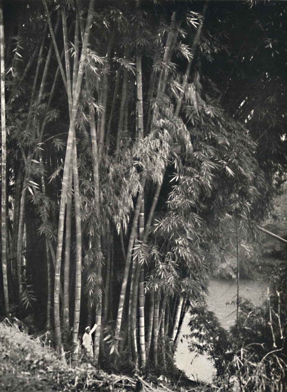 Riesenbambus Dendrocalamus giganteus في Peradeniya bei Kandy ، 1926 بواسطة غير معروف