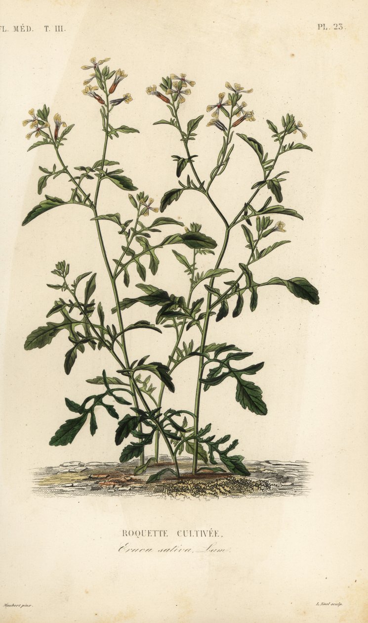 Rocket or arugula, Eruca vesicaria, Eruca sativa, Roquette cultivee بواسطة غير معروف