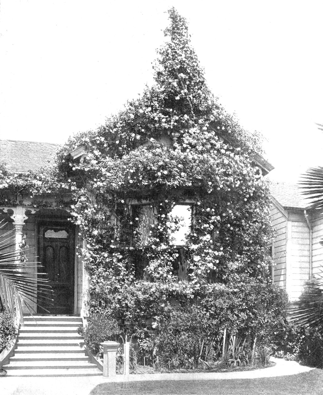 Rose Cottage، South Spring Street، لوس أنجلوس، كاليفورنيا، الولايات المتحدة الأمريكية، c1900. بواسطة غير معروف
