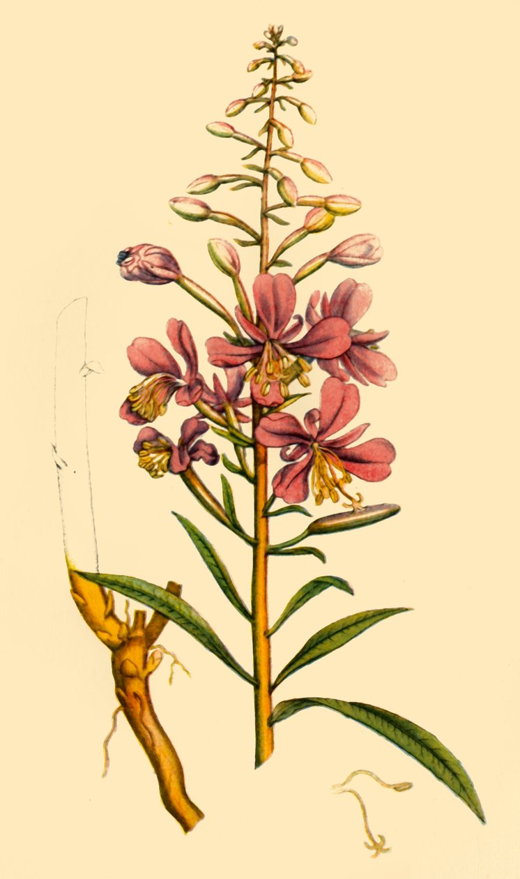 "Rosebay Willowherb" ، أواخر القرن الثامن عشر وأوائل القرن التاسع عشر ، 1944. بواسطة غير معروف