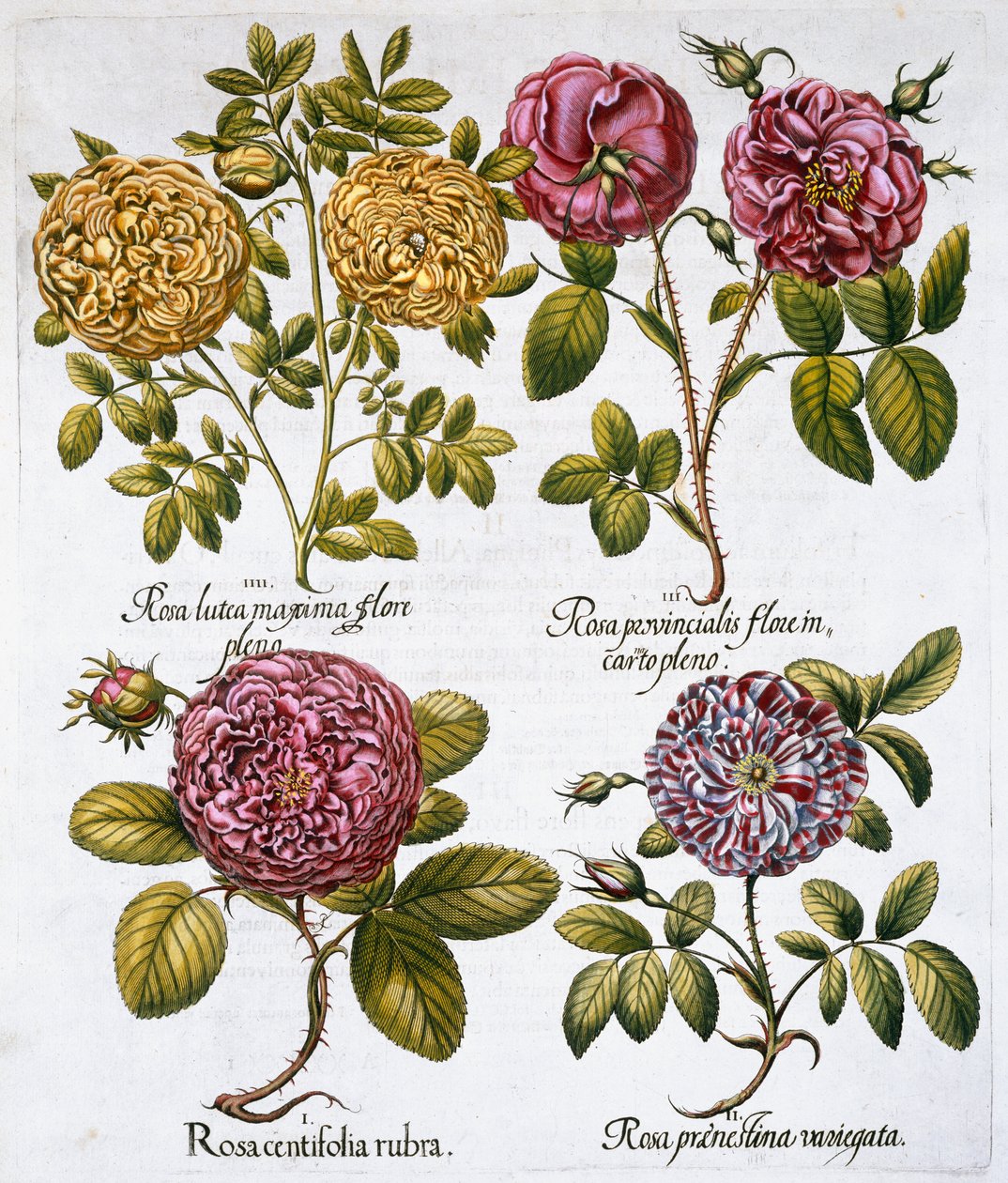 الورود ، 1613 بواسطة غير معروف