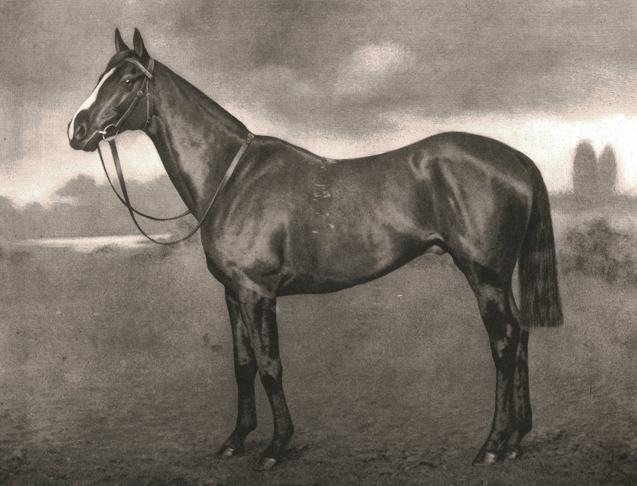 روس ، 1911. بواسطة غير معروف