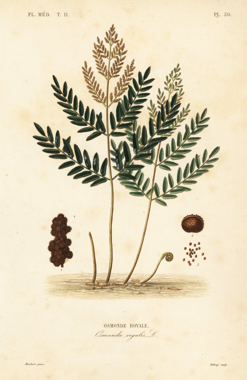 السرخس الملكي ، Osmunda Regalis ، Osmonde Royale بواسطة غير معروف