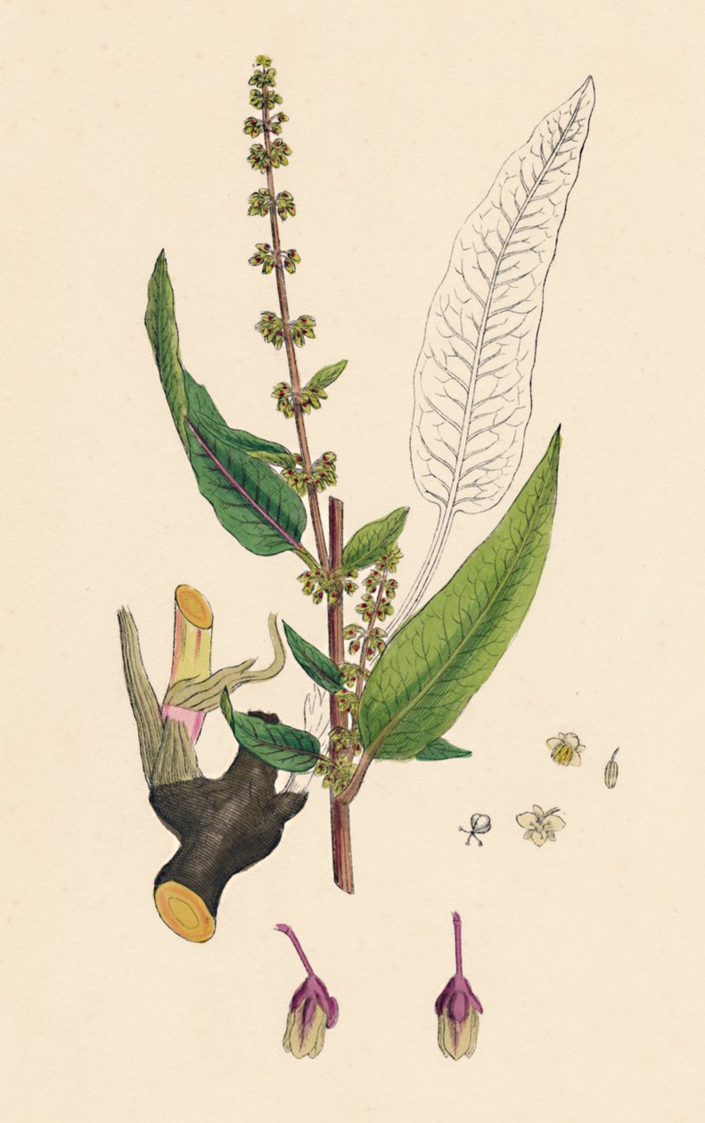 Rumex sanguinens. رصيف عرقي دموي ، القرن التاسع عشر بواسطة غير معروف