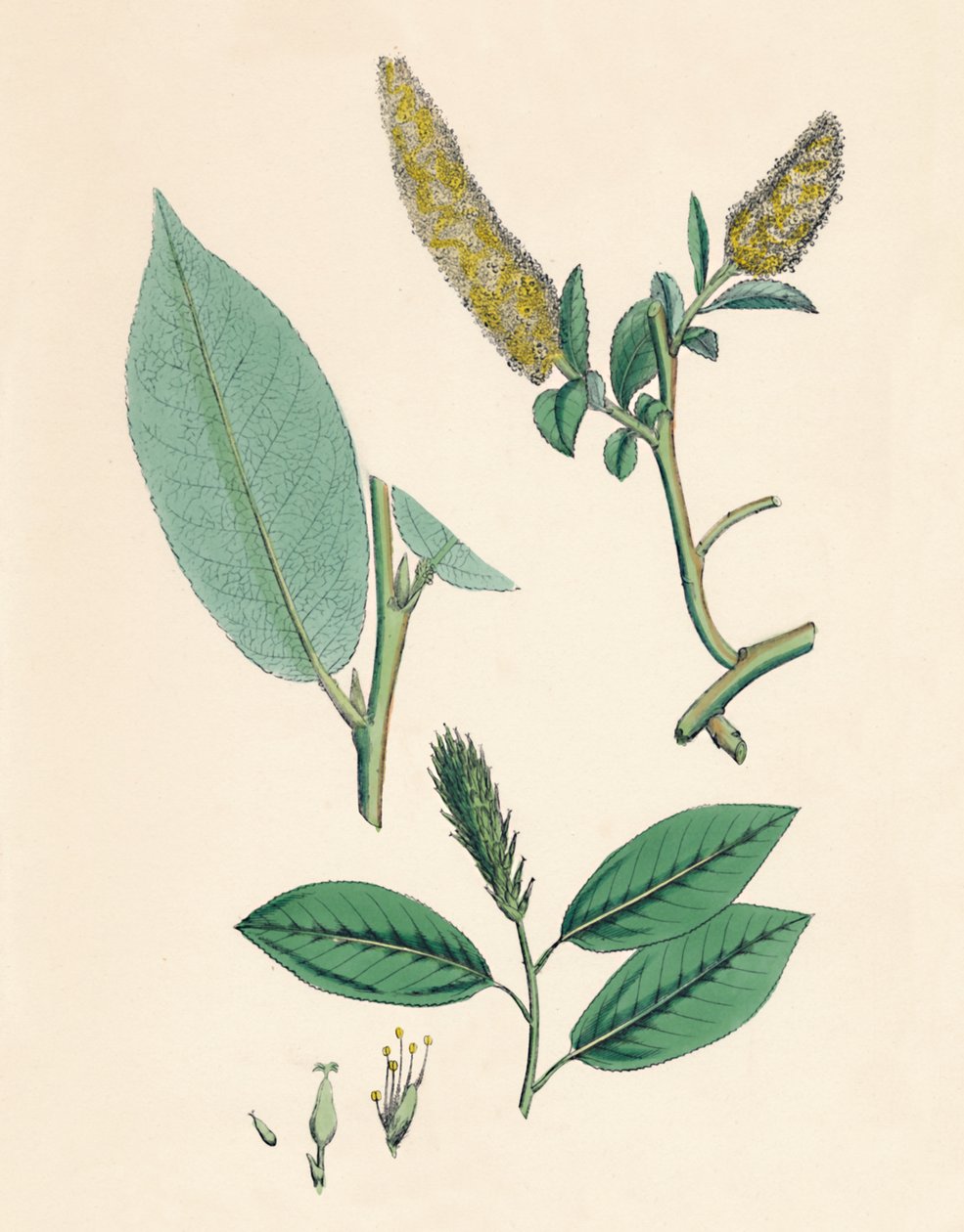 Salix pentandra. الصفصاف ذو الأوراق الخليجية ، القرن التاسع عشر بواسطة غير معروف