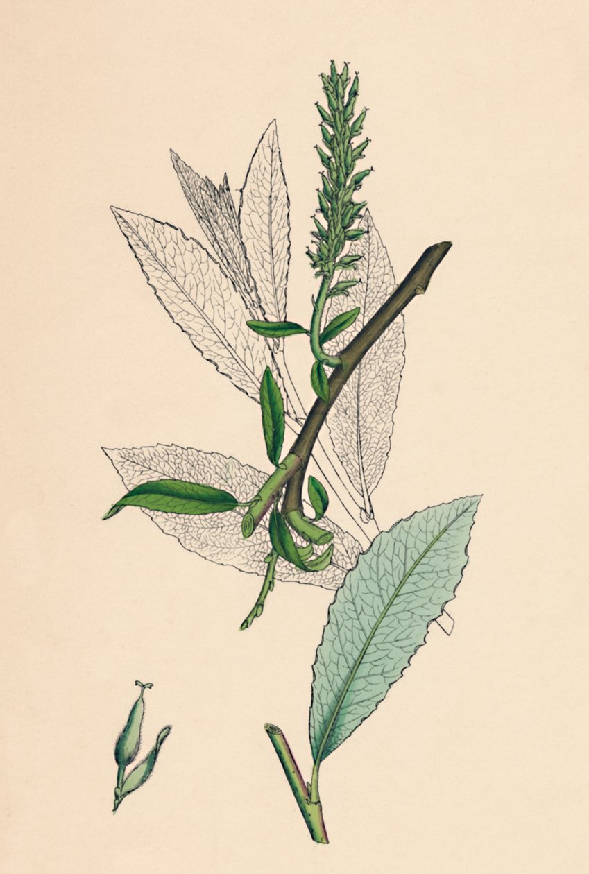 ساليكس phylicifolia ، فار. راديكان. Sallow ، أوراق الشاي ، var. أ. ، القرن التاسع عشر بواسطة غير معروف