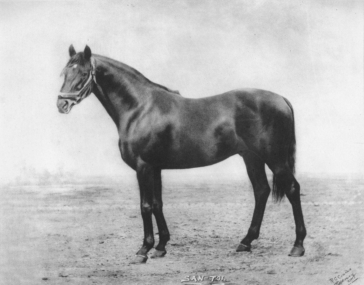 سان توي ، 1911 بواسطة غير معروف