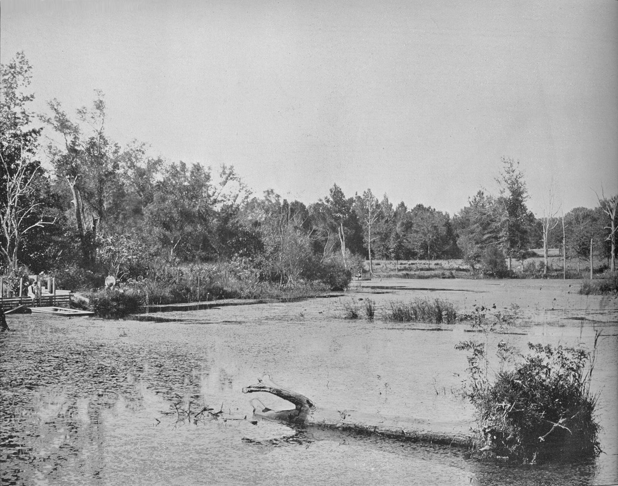 مشهد في ميسيسيبي ، c1897. بواسطة غير معروف