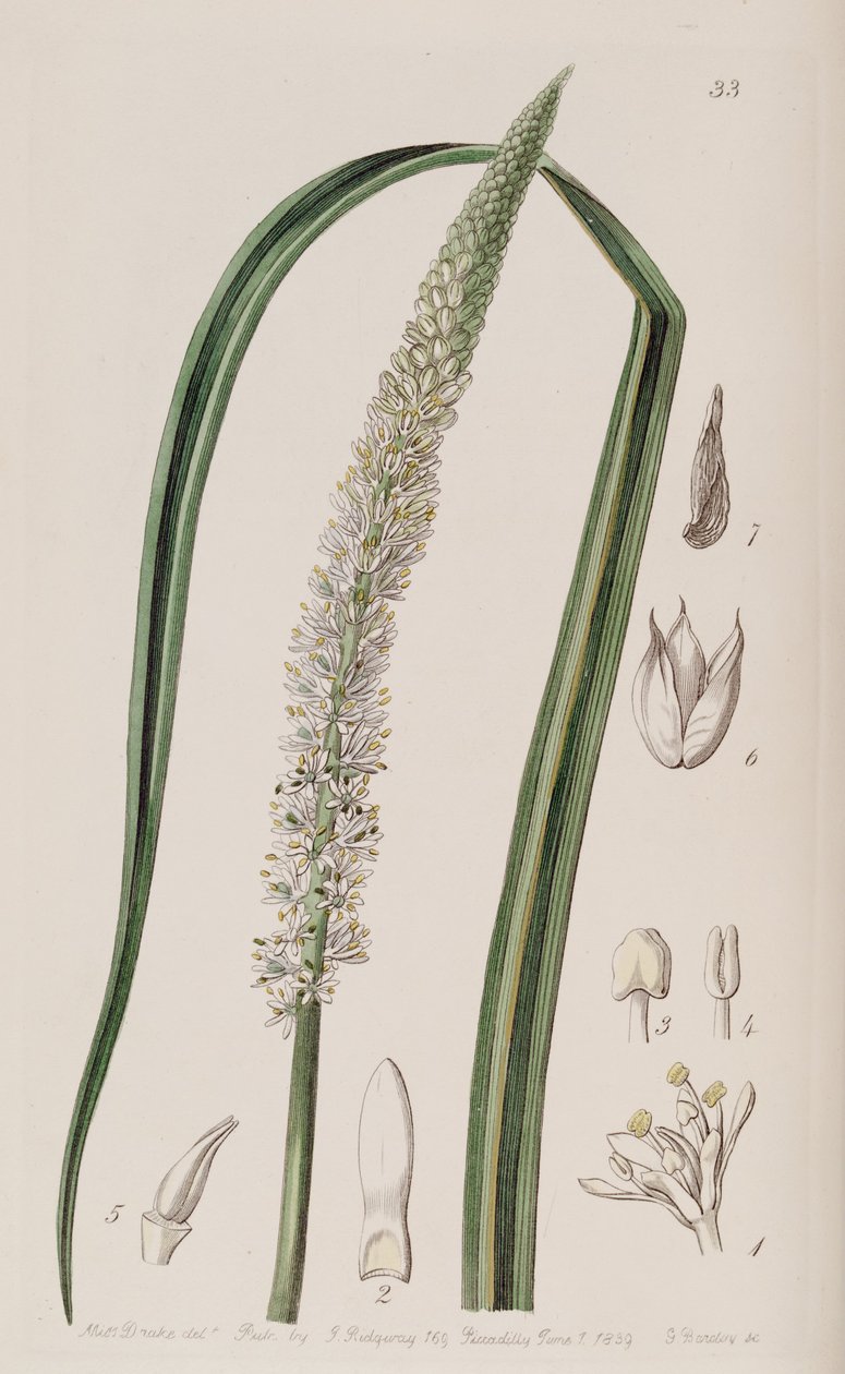 Schoenocaulon officinale بواسطة غير معروف