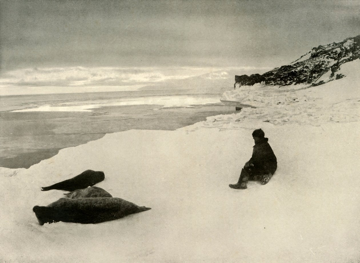 الأختام في Ice-Edge ، c1908 ، 1909 بواسطة غير معروف
