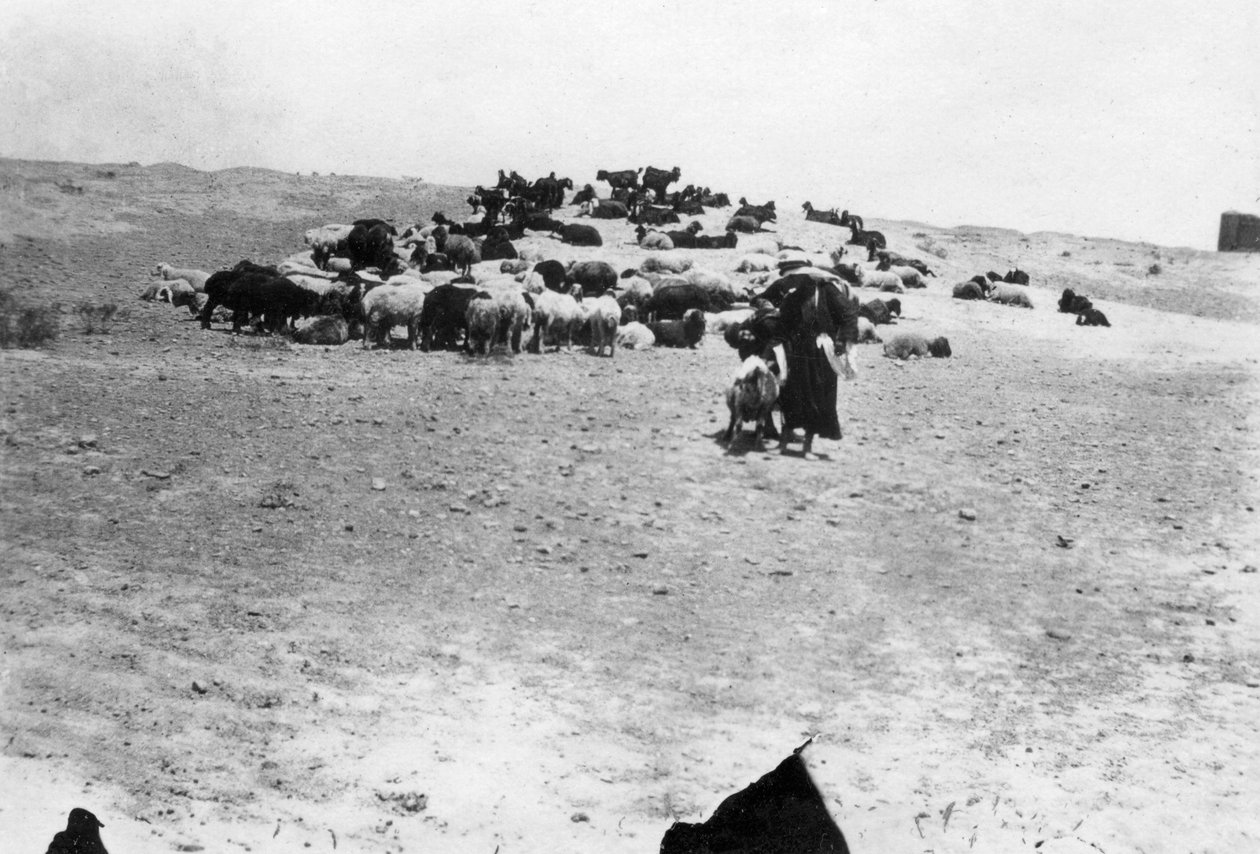رعي الأغنام خارج سامراء ، بلاد ما بين النهرين ، 1918 بواسطة غير معروف