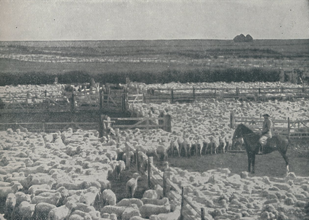 طيور الغنم في أستراليا ، 1910 بواسطة غير معروف