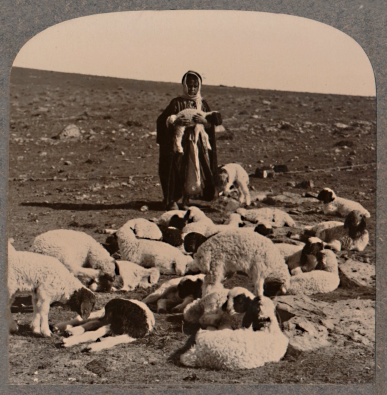الراعي والقطيع ، c1900 بواسطة غير معروف