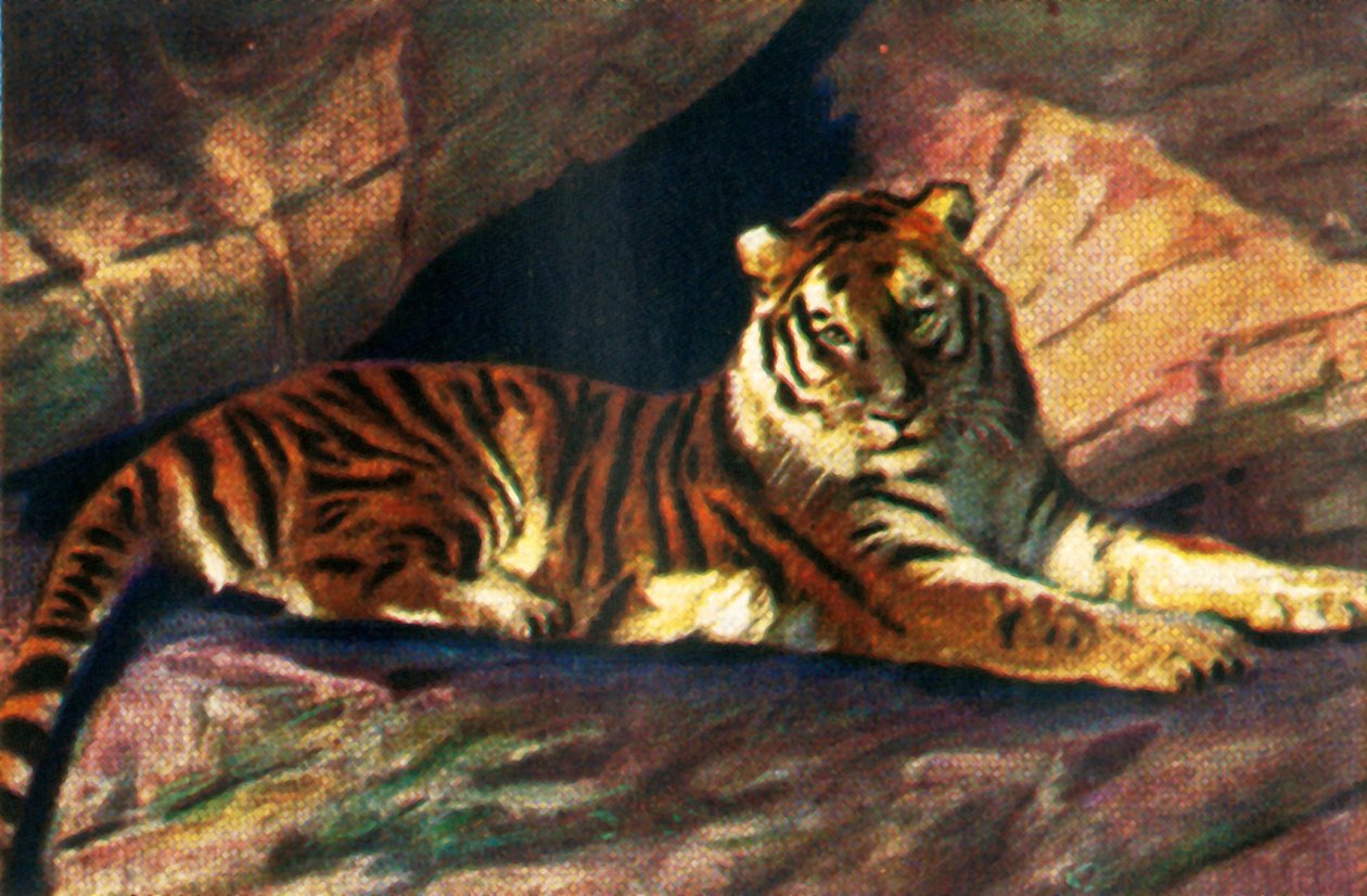 النمر السيبيري ، c1928. بواسطة غير معروف