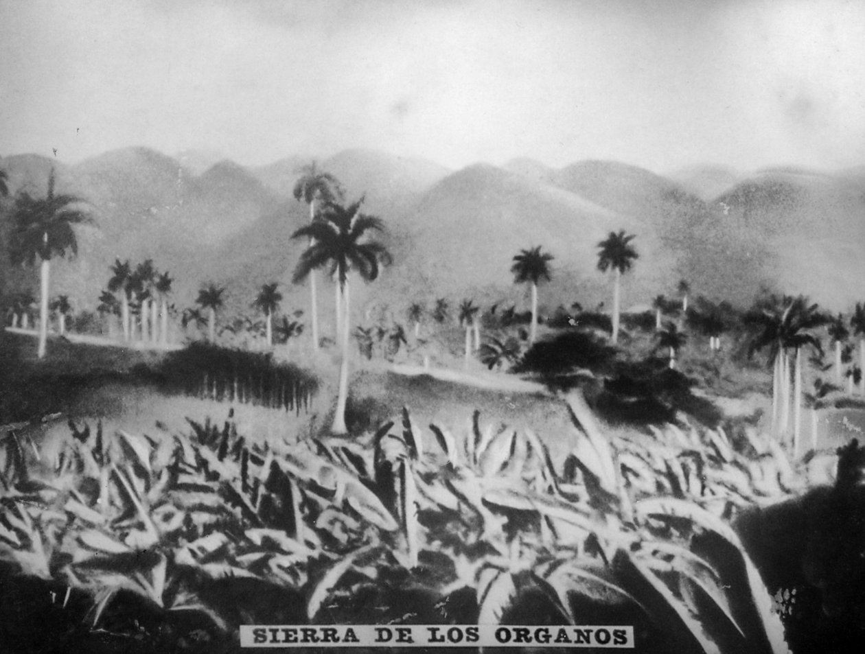 سييرا دي لوس أورجانوس ، 1896 ، 1920 بواسطة غير معروف