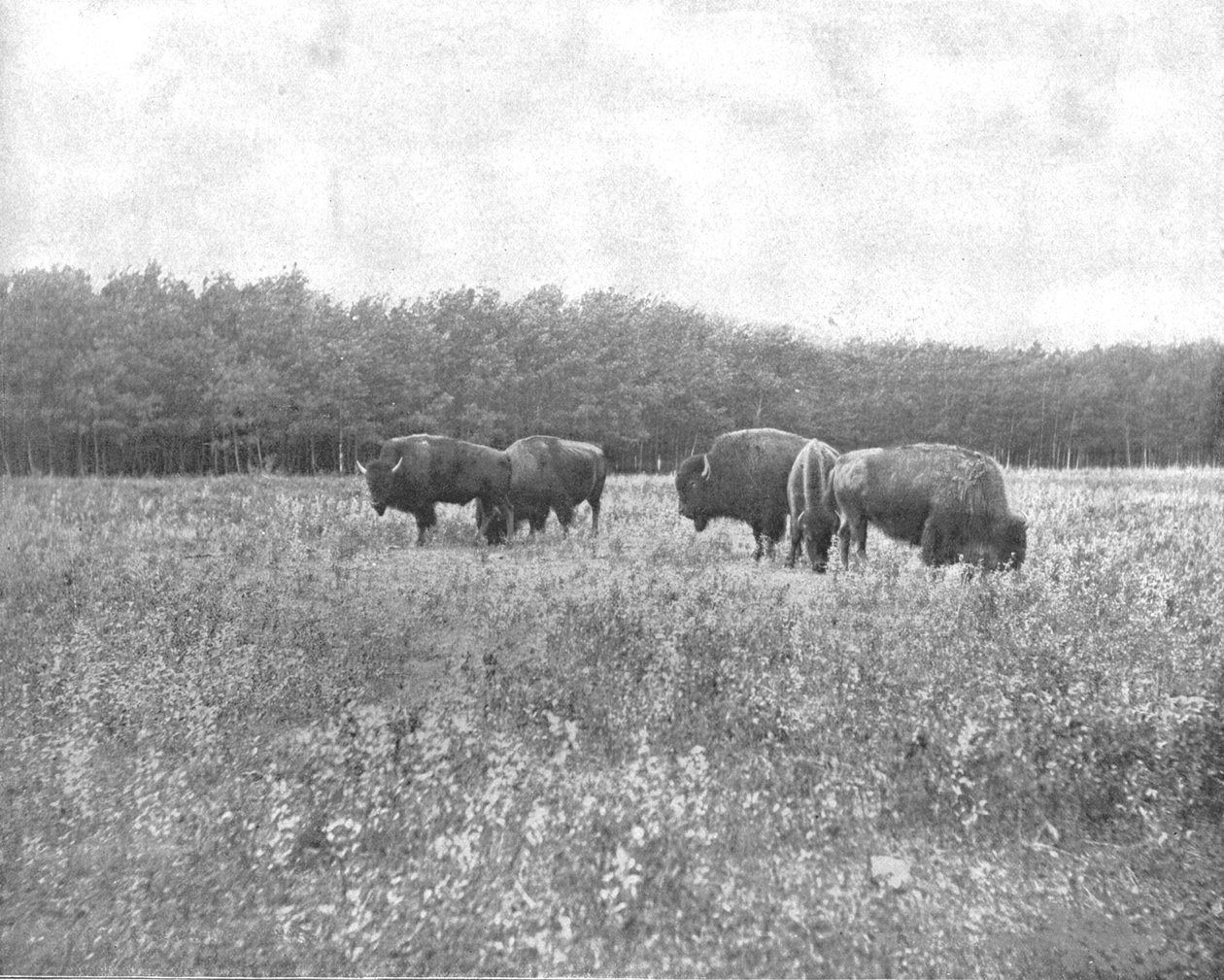 مرتفعات الفضة ، وينيبيغ ، كندا ، c1900. بواسطة غير معروف