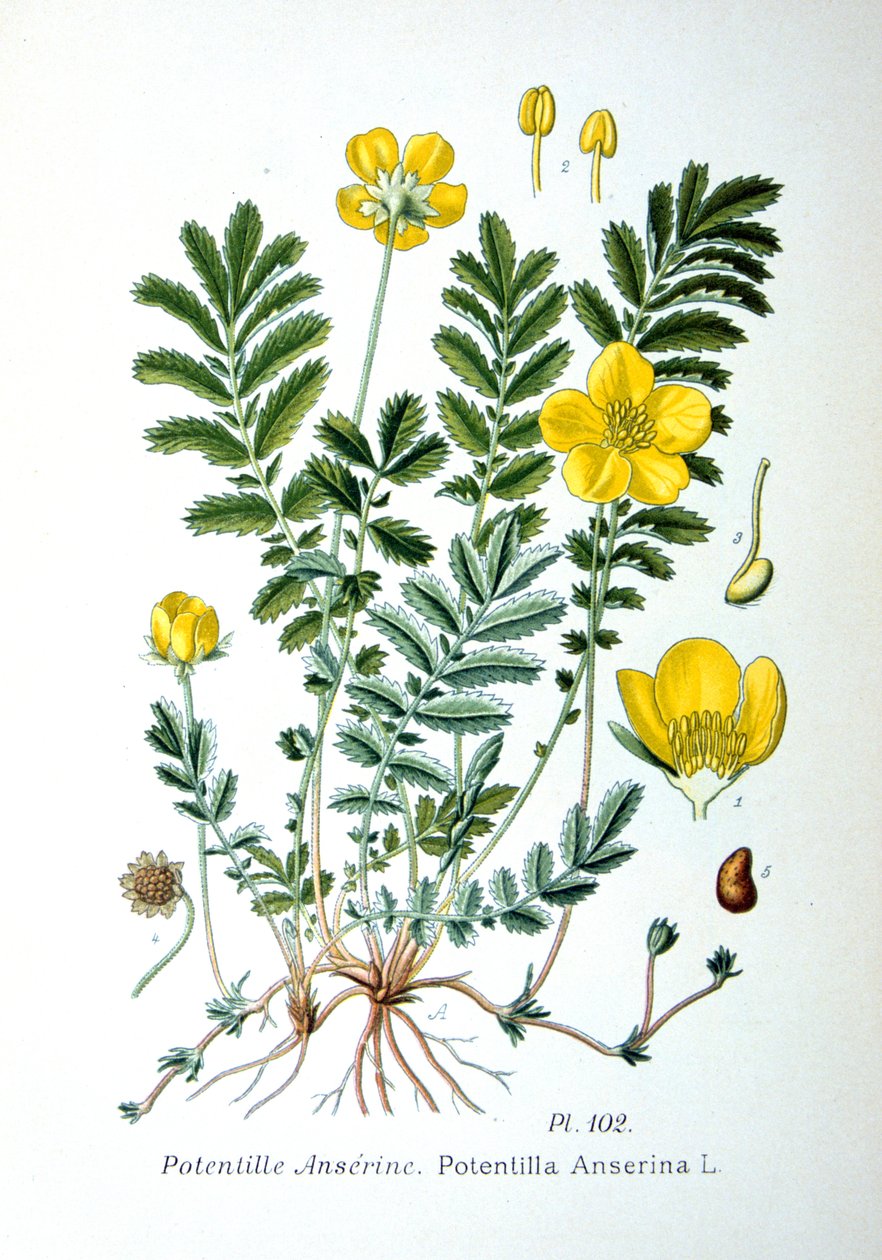 Silverweed ، 1893 بواسطة غير معروف