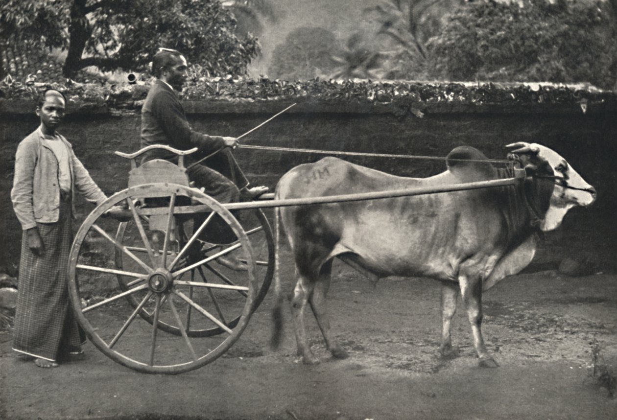 عربة سينهالا زيبرا ، 1926 بواسطة غير معروف