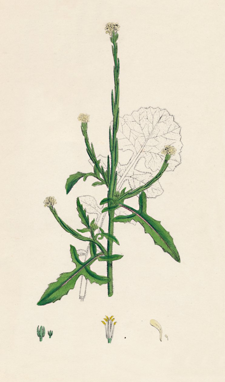 Sisymbrium officinale. خردل مشترك ، القرن التاسع عشر بواسطة غير معروف