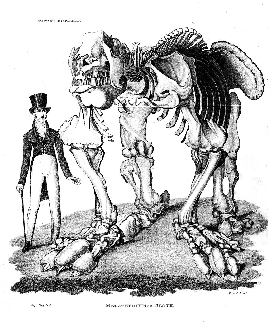 هيكل عظمي Megatherium ، كسل الأرض العملاق المنقرض ، 1823 بواسطة غير معروف