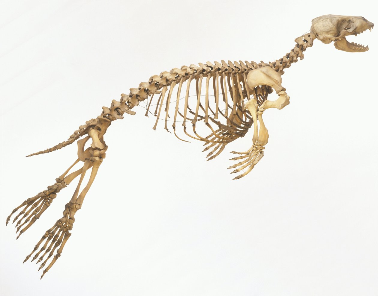 هيكل عظمي لختم المرفأ (Phoca vitulina) "متحرك" ، منظر جانبي © Dave King / Dorling Kindersley / UIG / Leemage بواسطة غير معروف