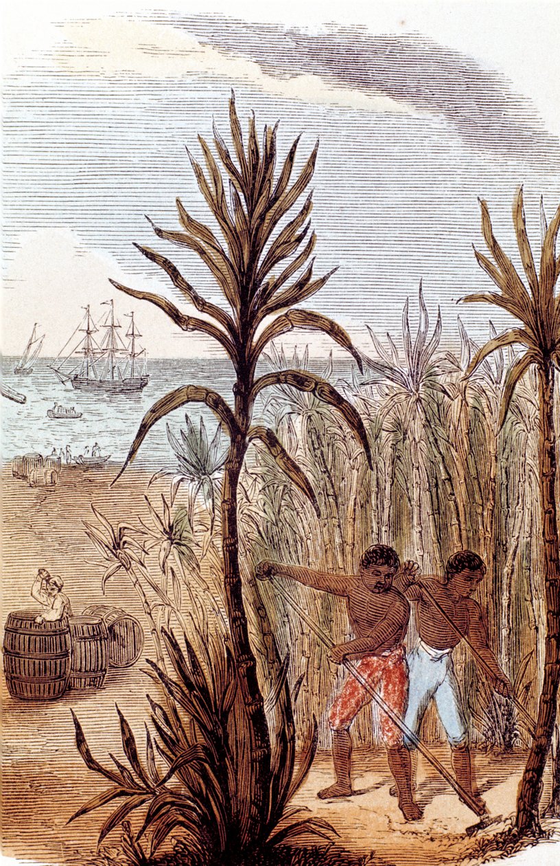 العبيد الذين يزرعون قصب السكر في جزر الهند الغربية ، 1852 بواسطة غير معروف