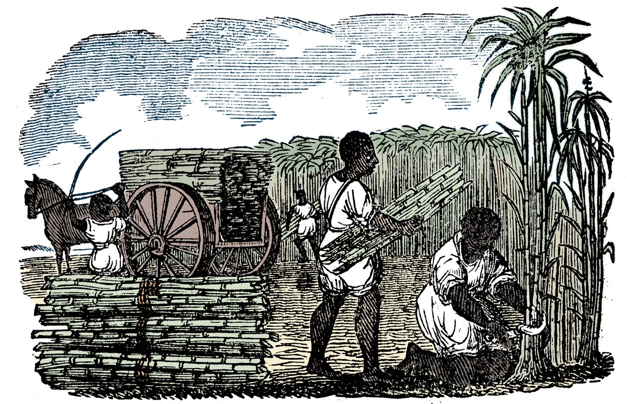 عبيد يحصدون قصب السكر في لويزيانا ، 1833 بواسطة غير معروف