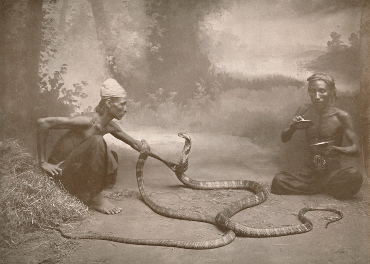 ثعبان تشارمرز مع Hamadryads Kuy Cobras ، 1900. بواسطة غير معروف