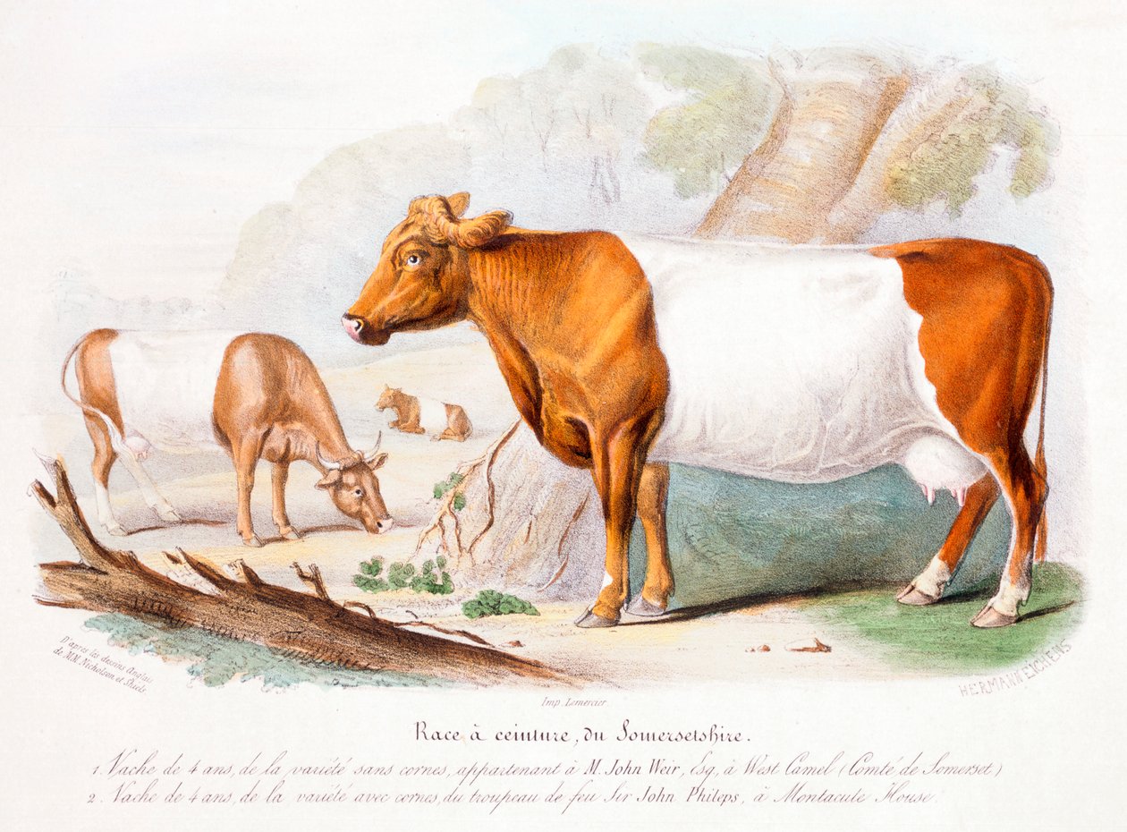 أبقار سومرست ، 1842 بواسطة غير معروف