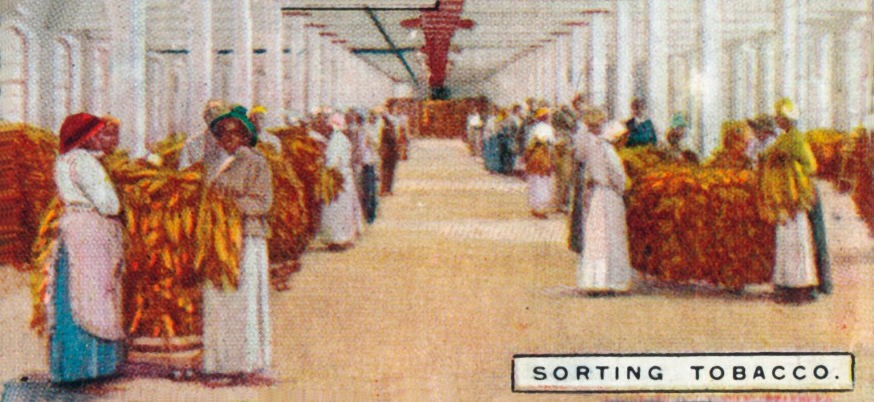 فرز التبغ ، 1926 بواسطة غير معروف