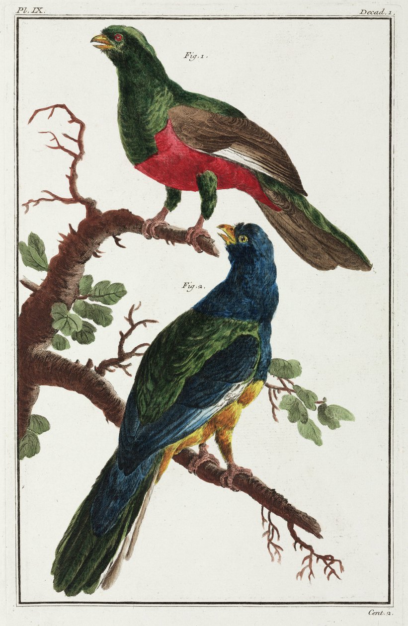 South American birds بواسطة غير معروف