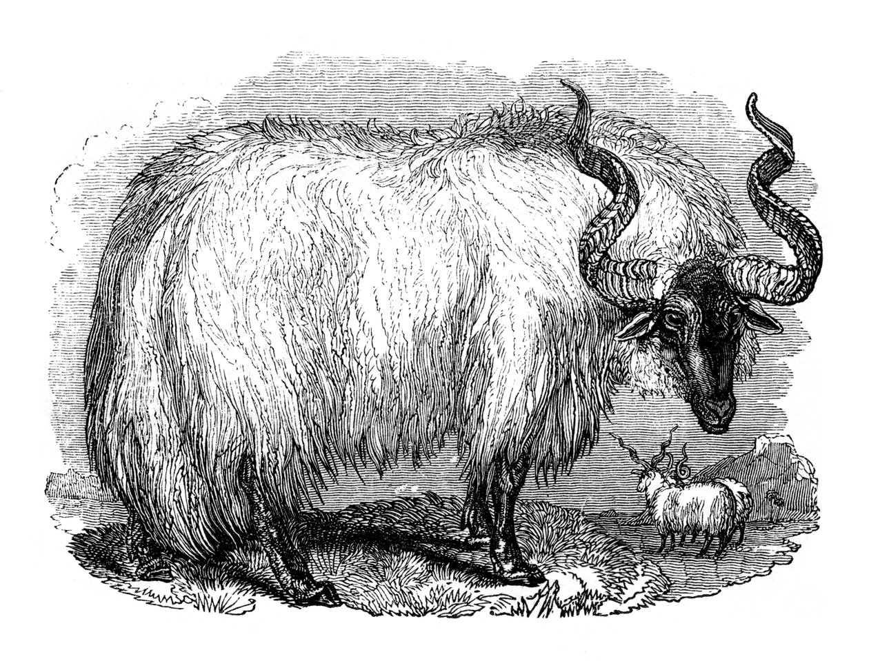خروف إسباني ، 1848 بواسطة غير معروف