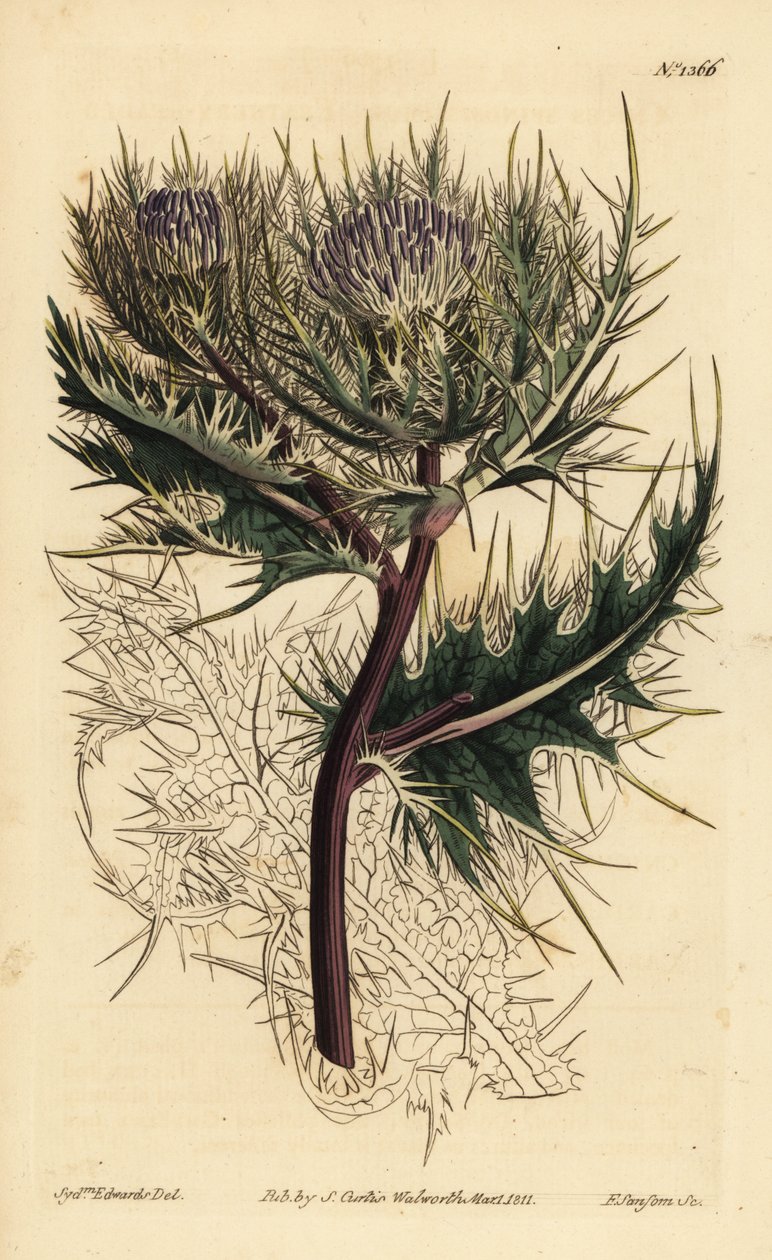 الشوك الشوكي ، Cirsium spinosissimum (cnicus ذات الرأس الريشي ، Cnicus spinosissimus) بواسطة غير معروف