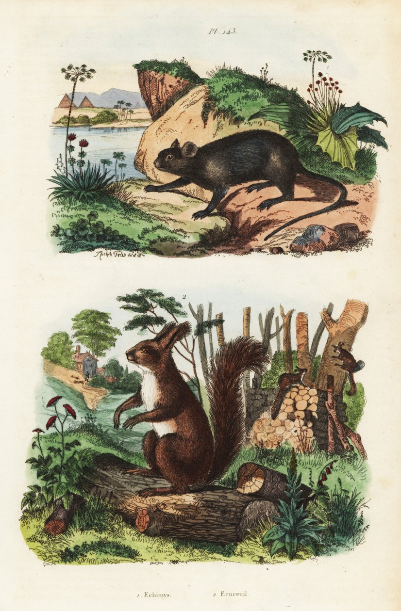 فأر الشجرة الشوكية ، Echimys chrysurus 1 ، والسنجاب الأحمر الأوراسي ، Sciurus vulgaris 2 بواسطة غير معروف