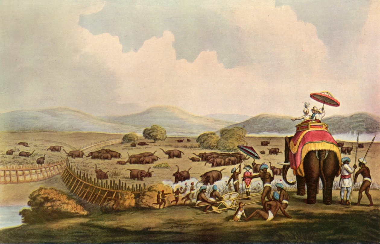 الرياضة في الهند - قيادة الفيلة إلى جدة ، c1808 ، 1901. بواسطة غير معروف