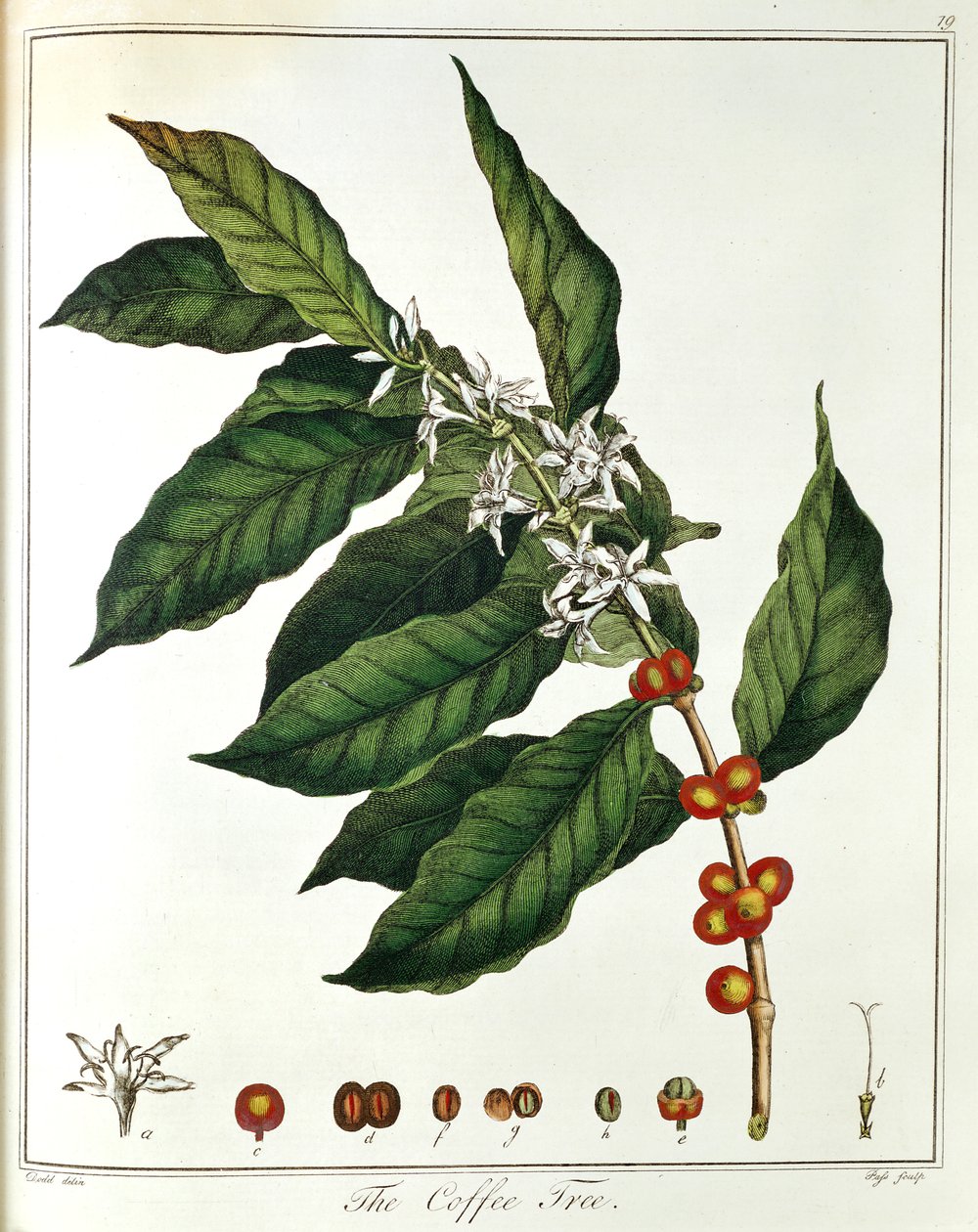 غصن القهوة القهوة العربية تظهر الزهور والفاصوليا ، 1798 بواسطة غير معروف
